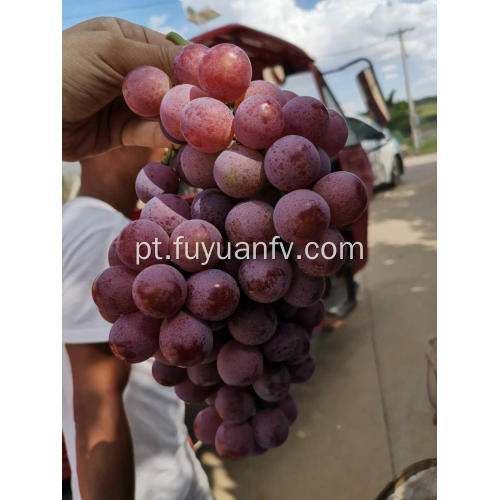 Uvas vermelhas do globo de Yunnan